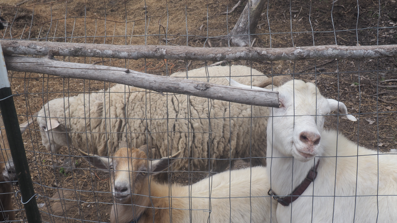Sheep and goats resting