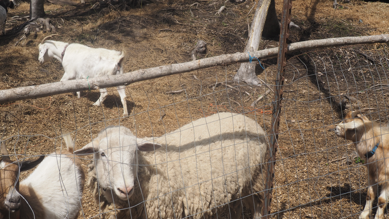 JAM Mission Farm Animal Tours