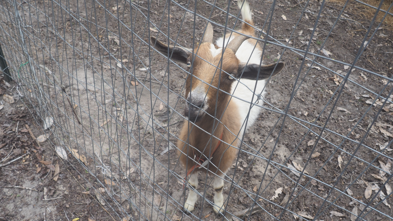 Our friendly goats at Jam Mission
