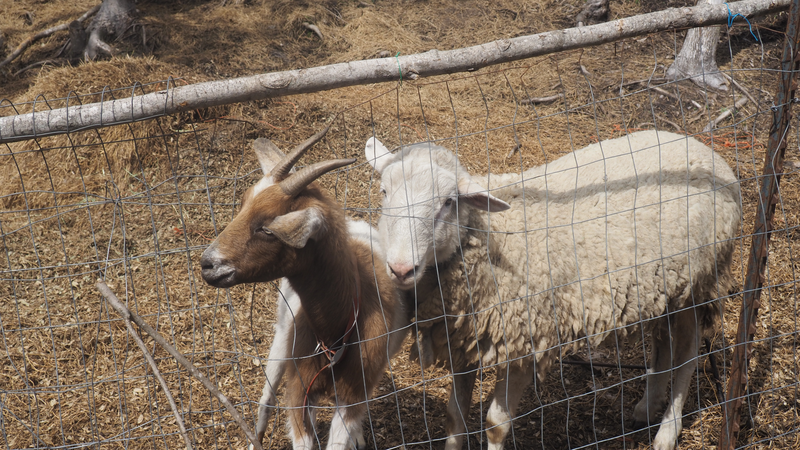 JAM Mission Animal Therapy