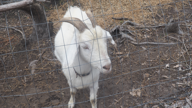 White goat in pasture
