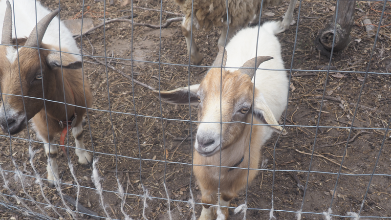 Curious goats at JAM Mission