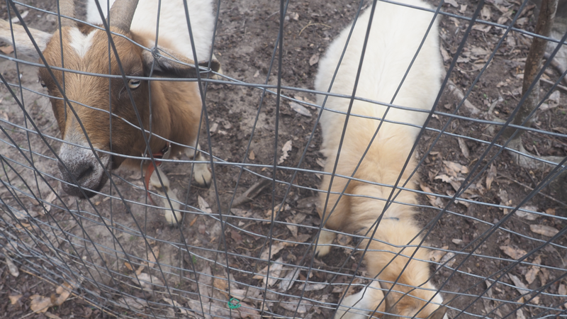JAM Mission Mobile Petting Zoo