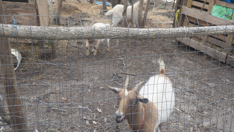 Spring on the farm at Jam Mission