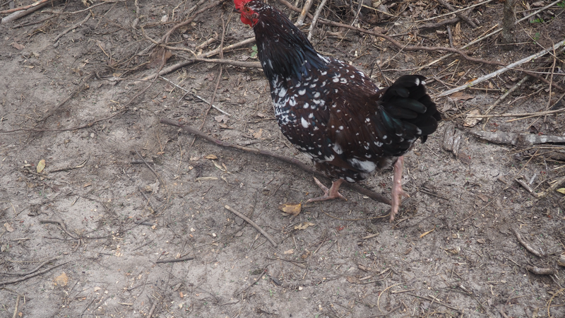 Our rooster strutting around the farm