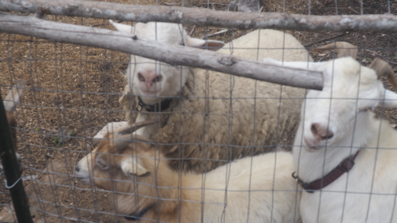 Sheep and goat resting together