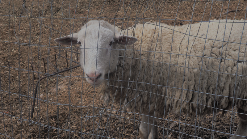 Sheep at JAM Mission