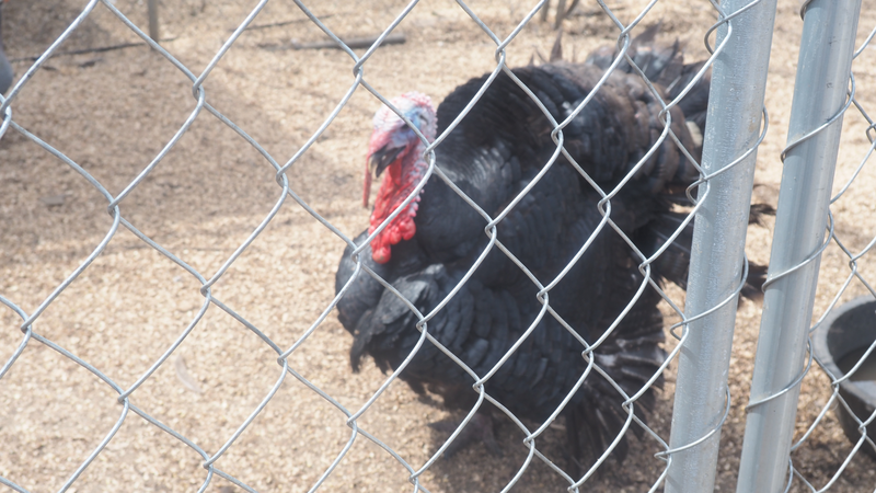 Turkey at JAM Mission