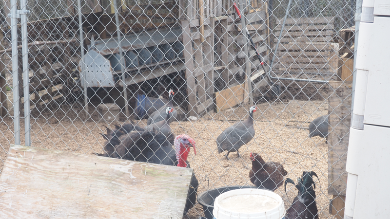 Turkeys and guinea fowl