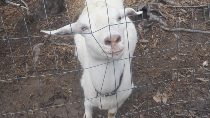 White goat at JAM Mission